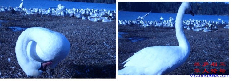 P1030264 - Copy - Copy.JPG